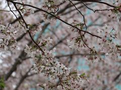 -西北湖绿化广场