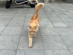 -大学习巷清真寺