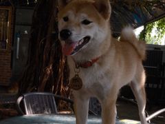 -柴犬高等学院·狗咖·柴犬售卖·宠物训练