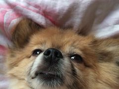 iphone_upload_pic-樊家宠物医院