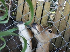 -鹿境梅花鹿生态园区