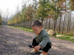 -合肥滨湖国家森林公园