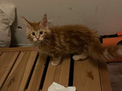 -欣宠猫屋·矮脚拿破仑·蓝金金渐层