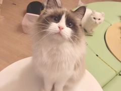 -MOYOYO猫咪咖啡店