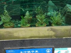 -皇冠幸福里动物奶油生日蛋糕(光谷软件园店)