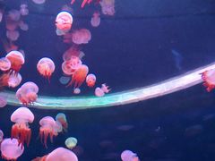 -多彩贵州城极地海洋世界