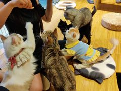 -啵啵喵·猫咖(攀华国际店)