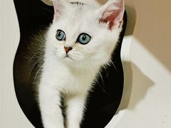 -东方名猫馆·英短金渐层布偶猫舍(环线广场1号楼店)