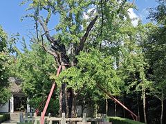 -上海佘山国家森林公园天马山园