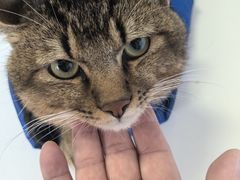 -瑞派福兴宠物医院犬猫全科·骨科·中西医结合(河东店)