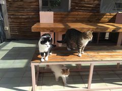 -喵屿·大理花园猫咖