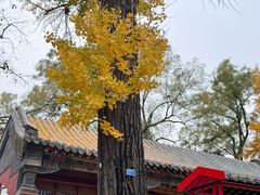 -泰山风景名胜区-普照寺