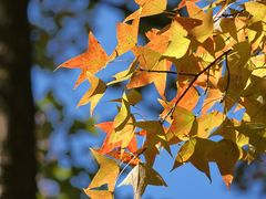 -广州市石门国家森林公园