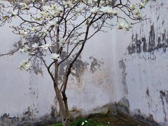 -耦园
