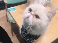-猫色咖啡·猫咖