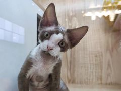 -山宅一喵德文卷毛猫舍