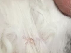 -pd派德宠物中心医院24H急重症·眼科中心·血液透析中心(嵩山北路店)