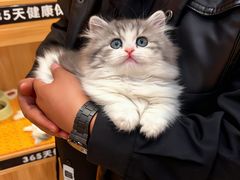 -欣宠猫屋·矮脚拿破仑·蓝金金渐层