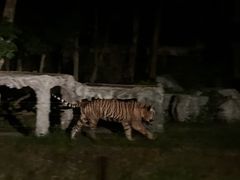 -清迈夜间动物园