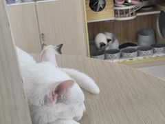 -鼓捣猫呢主题猫咖店