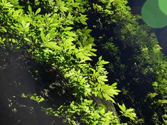 -武陵山森林公园