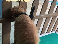 -良成狗狗乐园