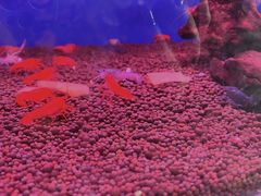-白佛花鸟鱼虫批发市场小型宠物交易(东区)