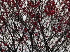梅花-香雪海