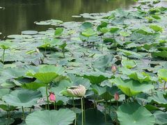 -长春市南湖公园