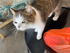 -喵屿·大理花园猫咖