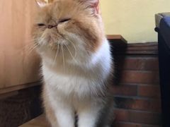 -more than meow吴止猫主题餐厅(承德 中船汇店)