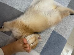 -心仪动物医院·牙专科·肿瘤·心脏科(西客站院)