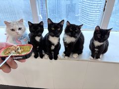 -共舞时光猫咖·狗咖(新街口店)