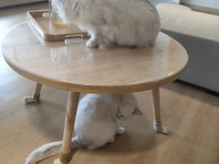 -猫腻·猫咖·撸猫馆(星光大道店)