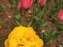 -廊坊文化艺术中心