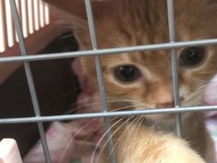 -爱侣宠医·鹦鹉专科·小型哺乳类·异宠专科(灵石路店)