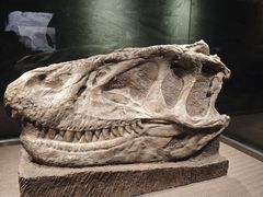 -自贡恐龙博物馆