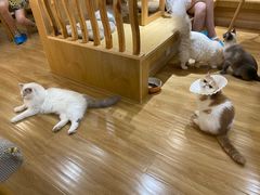 -滚猫咖啡·猫咖·猫友好撸猫(未来城店)