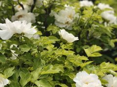 -洛阳市隋唐城遗址植物园
