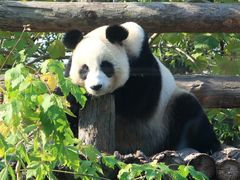 -大连森林动物园