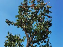 -汉长安城未央宫国家考古遗址公园