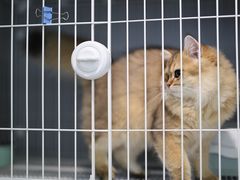 -翊宠yipet猫狗购宠庄园犬舍•猫舍