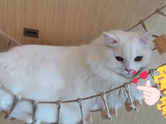 -飞行喵MR PILOT|猫舍·猫咖(静安大融城店)