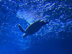 -西安曲江海洋极地公园