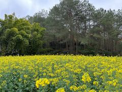 -冠豸山景区