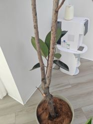 -HEYAN荷妍专业脱毛连锁机构