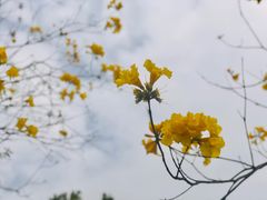 -紫马岭公园