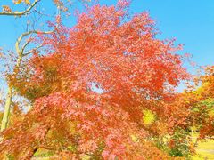 -上海共青森林公园