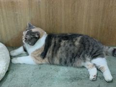 -藦茜花园宠物主题亲子互动体验馆(国顺东路店)