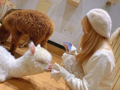 -猫色咖啡·猫咖